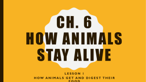 CH-6-L1-how-animals-get-and-digest-food