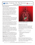 Anatomy 101: The Pancreas - University of Utah Health Care