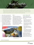 Rusty Crayfish - Ontario`s Invading Species Awareness Program