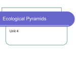 Ecological Pyramids PP