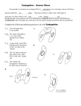 Conjugation Answer Sheet