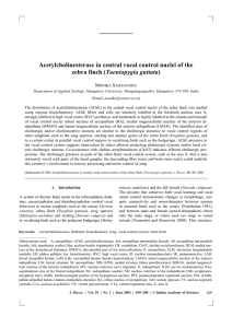 Acetylcholinesterase in central vocal control nuclei of the zebra finch