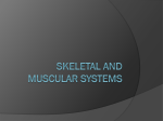 Skeletal and muscular systems