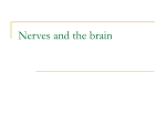Nerves and the brain