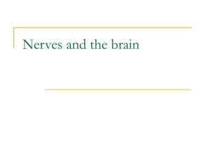 Nerves and the brain