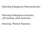 Detecting Endogenous Macromolecules