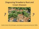 Scheck-Diagnosing Strawberry Root and Crown Diseases