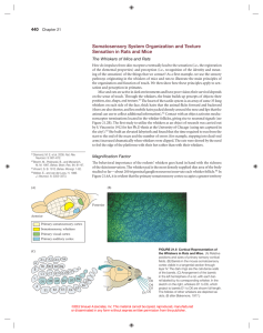 Somatosensory System Organization and Texture Sensation in Rats