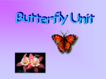 Butterfly Science Kit