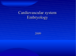 Cardiovascular system Embryology