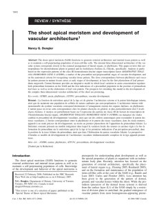 The shoot apical meristem and development of vascular architecture1
