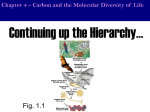 Chapter 4 – Carbon and the Molecular Diversity of Life