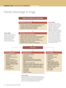 Penile Discharge in Dogs