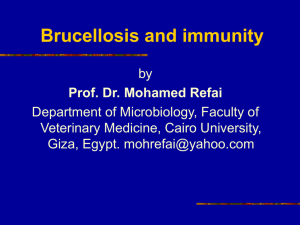 Brucellosis in Animals - Cairo University Scholars