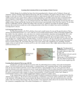 Cell body - Illinois Wesleyan University