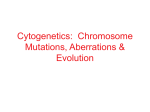 Chromosomes_posted