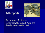 Arthropods Lecture