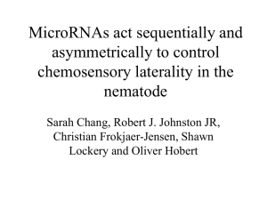 MicroRNAs act sequentially and asymmetrically to