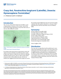 Crazy Ant, Paratrechina longicorni (Latreille) - EDIS