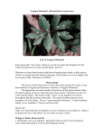 Virginia Waterleaf Hydrophyllum virginianum