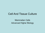 Cell And Tissue Culture