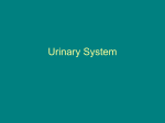 Urinary System - Wando High School