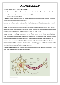 Neuron Summary - MsHughesPsychology