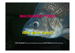 Macquarie perch Why save them?