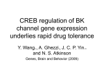 CREB regulation of BK channel gene expression underlies rapid