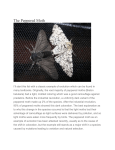 The Peppered Moth I`ll start this list with a classic example of