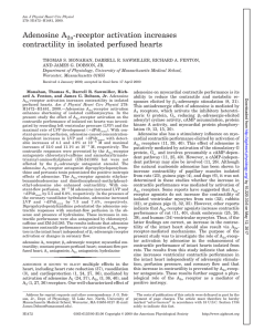 receptor activation increases contractility in isolated perfused hearts