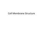 Cell Membrane Structure