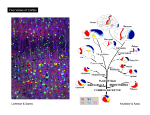 Two Views of Cortex