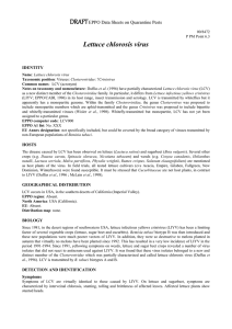 Lettuce chlorosis virus