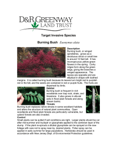 Target Invasive Species Burning Bush Euonymus alata