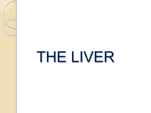 the liver - WordPress.com