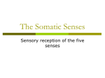 The Somatic Senses - Appoquinimink High School