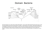 Domain Bacteria - Crossroads Academy