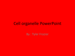 Cell organelle powerpoint