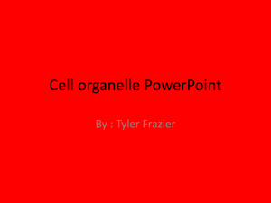 Cell organelle powerpoint