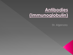 Antibodies (Immunoglobulin)