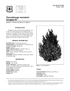 Pseudotsuga menziesii Douglas-fir