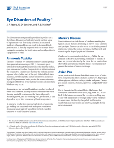 Eye Disorders of Poultry