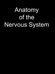 Classifications of Neurons 1. Function 2. Structure 3. Shape