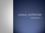 Animal Nutrition