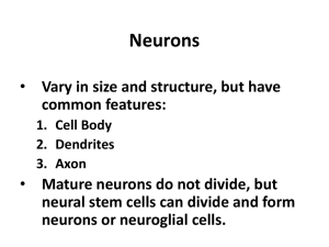 Neurons