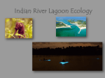 Indian River Lagoon Ecology What is a lagoon?