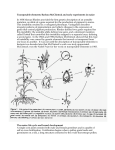 Transposable elements: Barbara McClintock and early experiments