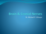 Anat3_02_Brain_And_Cranial_Nerves