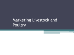 Marketing Livestock and Poultry